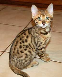 Leopard Spotted Bengal Kitten