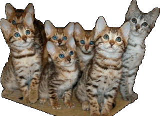 Bengal and Savannah Kittens