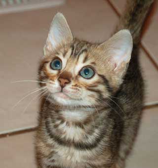 Bengal Kitten