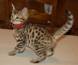 Playful Bengal Kitten