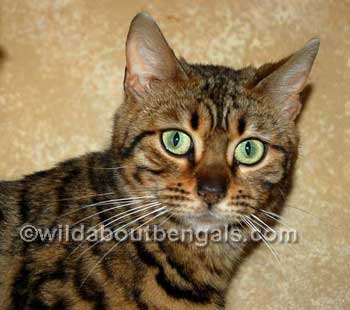 Bengal Wild Face Bengal Wild Face