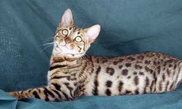 Arkansas Bengal Breeders