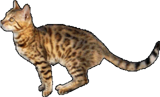 Brown Spotted Bengal Brown Spotted Bengal