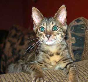 F3 Savannah Kitten