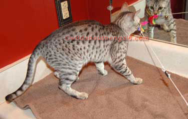 Spotted Cat Breeds