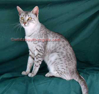 Intelligent Cat Breeds