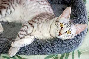 Arkansas Egyptian Mau Breeder