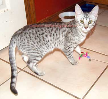 Purebred Egyptian Maus