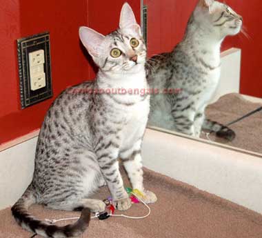 Silver Mau