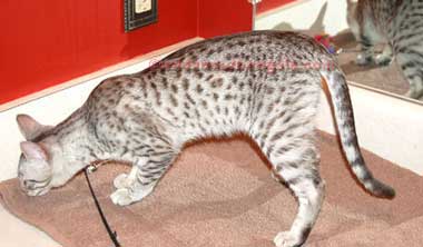 Egyptian Mau Cat