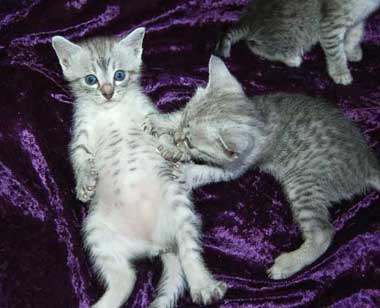 Playful Mau Kittens
