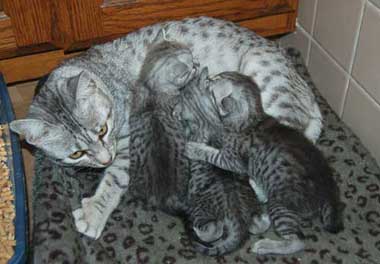 Egyptian Mau Litter