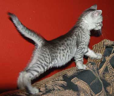 Silver Egyptian Mau Kitten