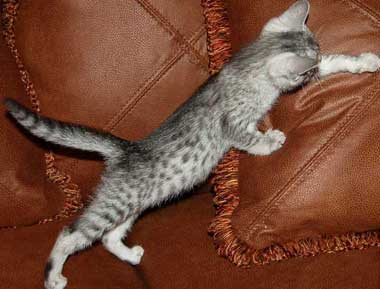 Silver Mau Kitten
