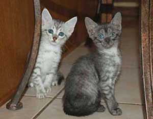Available Mau Kittens