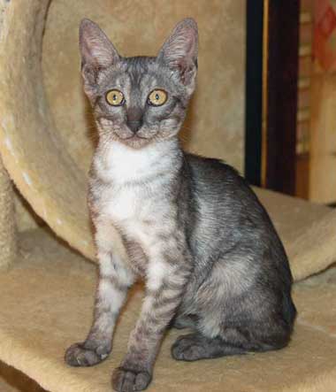 Smoke Egyptian Mau