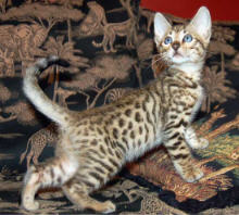 Spotted Bengal Kitten