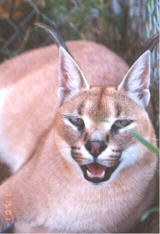 African Caracal