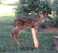 Injured Deer Fawn