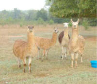 LLamas