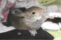 Baby Squirrel
