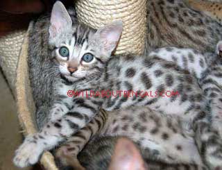 6 weeks old Silver Spotted Bengal Kitten