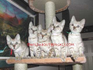 10 week old Mink Snow Bengals
