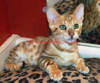 12 week old Mink Snow Bengal