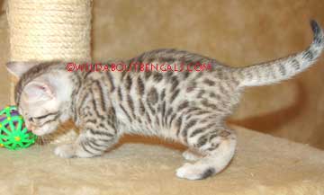 4 week old Silver Bengal Kitten
