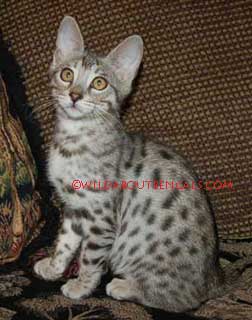 14 week old Silver Spotted Bengal