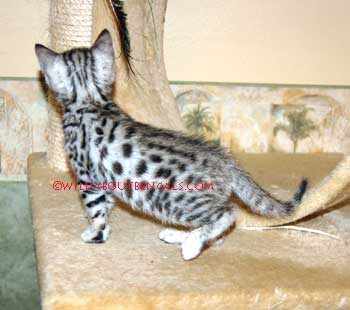 Silver Bengal Kitten