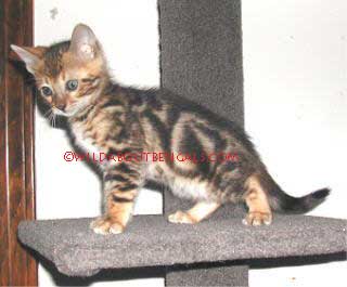 6 week old Tri Marble Bengal