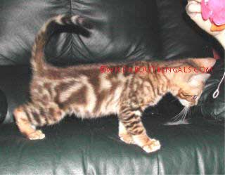 10 week old Tri Marble Bengal Kitten
