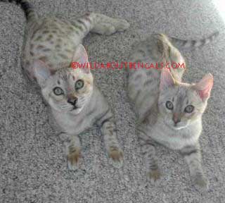 Mink Snow Bengals