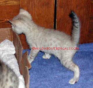 Seal Lynx Point Snow Bengal