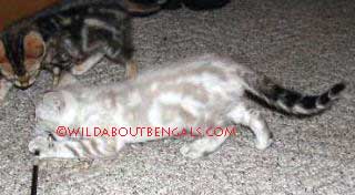 Seal Lynx Snow Marble