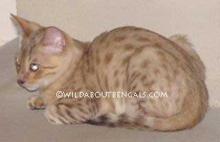 Seal Sepia Snow Bengal