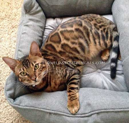 Wildtrax Large Rosetted Bengal