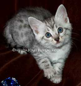 Wildtrax Silver Mau Kitten