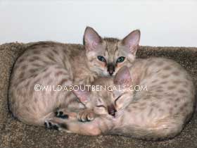 Wildtrax Snow Bengal Kittens