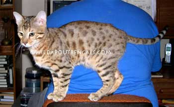 Wildtrax Playful Bengal