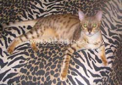 Wildtrax Mink Snow Spotted Bengal