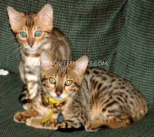 Wildtrax bengal