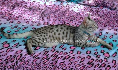 Wildtrax Silver Egyptian Mau