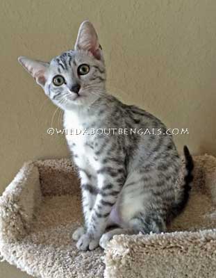 Wildtrax Silver Egyptian Mau