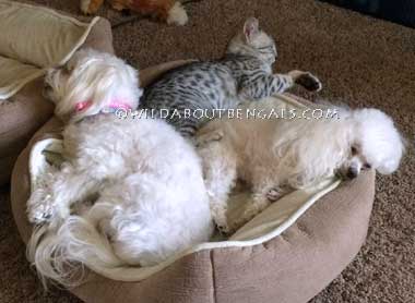 Wildtrax Egyptian Mau with Dog Friends