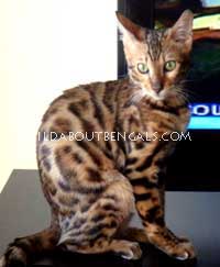 Wildtrax Rosetted Bengal