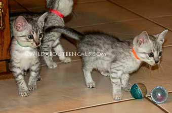 Wildtrax Egyptian Mau Kittens