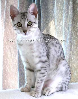 Wildtrax Egyptian Mau