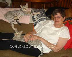 Wildtrax Silver Bengals